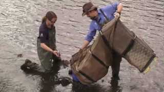 West Beach fish ladder