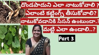 How to grow ivy gourd from cutting #Tips #దొండ తీగను ఇలా నాటితే కాయలు కాస్తునే ఉంటాయి.