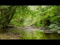 soothing sounds of forest brook and chirping birds relaxing nature sounds asmr