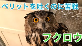 吐き出す？ 吐き出さない？  フクロウのペリット