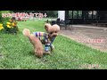 2月の体重測定【ティーカッププードル　トイプードル　teacup poodle】