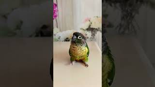 #带你趣户外甘快出发 #快手宠物天团 #parrot #birds