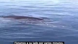 Video Viral: Turistas rescatan a ballena atrapada en redes de pesca!