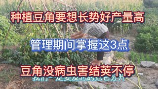 種植豆角想要高產，管理期間掌握這3點，豆角沒病蟲害結莢一茬又一茬