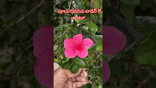 #garden #ఫ్లవర్ #gardening పూలు గుసగుస ఆడును