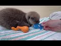 'He's so tiny and so fluffy': Baby sea otter finds home at Shedd Aquarium after nearly 3,000 mile jo