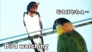 画面の野鳥をガン見するシロハラインコ〔Caique Parrot fascinated by wild birds〕