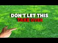 This will TAKE OVER your lawn - GET RID of UGLY weed grass (AMG // Annual bluegrass)