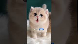 Cute Cat Singing 😍 #cat #🐈