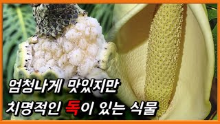 천상의 맛을 가진 맹독 식물