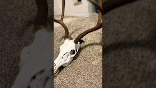 My Deer European Mount