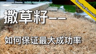 如何从种子建立完整草坪（二）- 为什么种草籽会失败 - how to grow grass from seed | 尅尅\u0026凯西的后花园