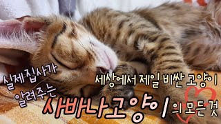 세상에서 가장 비싼 고양이?🐈 사바나캣에 대해 확실히 알아보자✍ (Let's learn about Savannah cat)