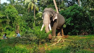 പാമ്പാടി രാജൻ, കൊടുമുടി, കാളിദാസൻ..🥰 തുടങ്ങിയ ഗജവീരന്മാർ അടുപ്പുട്ടി പള്ളി പെരുന്നാളിന് വന്നപ്പോൾ..!