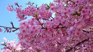 【満開河津桜お花見散歩🌸】【概要欄チェック⚠】西志津スポーツ等多目的広場散歩でおやじの笑顔も満開🌸