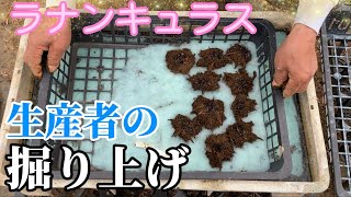 生産者の球根掘り上げ【ラナンキュラスラックス】【ランドセル】【園芸のぶチャンネル】