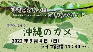 琉球のいきものガイド★ライブ配信【世界中で沖縄にしかいないカメ】