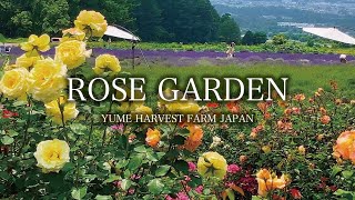 Beautiful Rose Garden Ambient ‘Yume Harvest Farm’ Karuizawa, Nagano, Japan｜4K Flower Garden