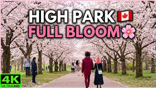 【4K】🌸 TORONTO CHERRY BLOSSOMS FULL BLOOM 🇨🇦 | High Park Sakura Peak Spring Walk