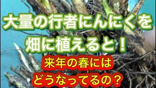 耕作放棄地に行者にんにく大量栽培。畑で枯れずに育つか？長野県上伊那で育てるアイヌネギ