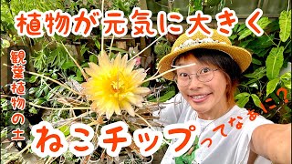 植物が元気に大きく育つ土【ねこチップ】ってなぁに？？