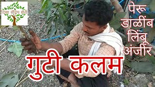 गुटी कलम कसे करायचे देशी जुगाड  guti kalam made easy method guti grafting (desi jugaad)