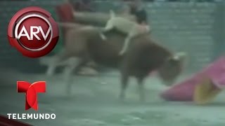 Amarran a un perro al lomo de un toro durante una corrida | Al Rojo Vivo | Telemundo