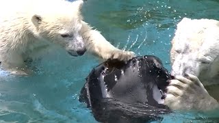 シロクマの母娘、オモチャの取り合い💗モモちゃん【天王寺動物園】