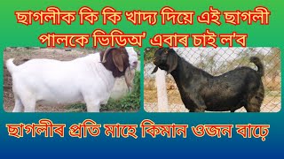 ছাগলীক কি কি খাদ্য দিয়ে এই ছাগলী পালকে ভিডিঅ' এবাৰ চাই ল'ব