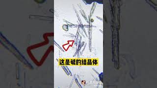 【微观实验室】皮蛋放大实验｜Micro laboratory