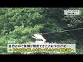 コウノトリのひな　愛称公募へ　千葉県野田市（2024.05.23放送）