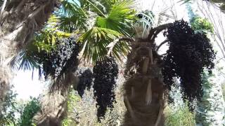 Trachycarpus fortunei, the Chusan Palm at Big Plant Nursery, Sussex, UK