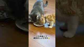 食い意地がすごい大人猫の大人気ない姿…🤣#shorts