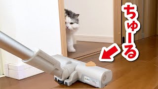 【悲報】掃除機の上にオヤツが乗っていて猫が困ってました 【猫アテレコ】