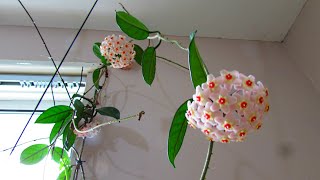 Hoya carnosa 'Wax Plant' with an abundance of Blooms