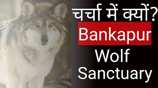 Bankapur Wolf  Sanctuary | Indian Gray Wolf || Operation Bhediya | FIRST INDIAN GRAY WOLF SANCTUARY