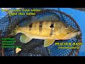 Peacock Bass waduk Jatiluhur // berburu ikan predator fresh water #hydrocynusboat