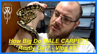 How Big Do MALE CARPETS Really Get? - Vlog #37