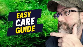 Java Moss Magic: Transform Your Aquarium!