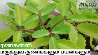 ரணகள்ளி | Bryophyllum | மருத்துவ குணங்களும் பயன்களும் | உணவே மருந்து மருந்தே உணவு |