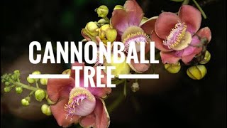 Discovering the Beauty of the Cannonball Tree (Couroupita guianensis)| நாகலிங்கம் (மரம்)#nature