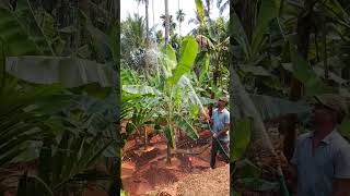 banana plantation #ജൈവ കൃഷി #വെളുക്കുമ്പോൾ കുളിക്കുവാൻ songs