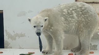 20230309朝ごはんの様子です。板の魚、ガス管の魚を食べてステージ上の魚を食べています。ブイの魚もゲットしています。ピンクのブイで遊んでからドラム缶遊びをしています。