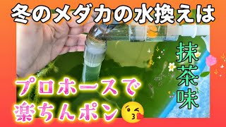 【メダカ】冬の水換えは楽ちんポン❗プロホースでゆったり部分換水😊抹茶色‪💚#越冬#めだか#飼育#餌やり#冬越し#12月#ビオトープ#グリーンウォーター