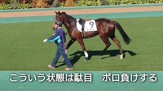 （馬）冬温し　新馬戦から　未勝利　#アロンズロッド　#東京競馬場