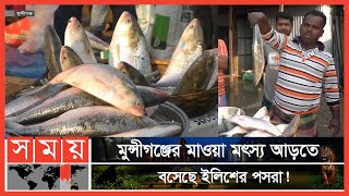 মাওয়া মৎস্য আড়তে ইলিশ বেচাকেনার ধুম | Ilish | Fish Market | Munshiganj | Somoy TV