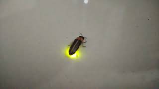 জোনা‌কি পোকা - Fire fly