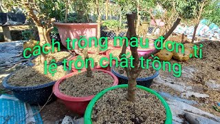 Bông trang _cách trồng lại cây mẫu đơn phôi và nguyên tàn # đức thủ bonsai cần thơ#