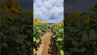 Sunflowers in Japan !! #japan #holiday #travel #sunflower