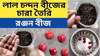 লাল চন্দন বীজের চারা তৈরি | চন্দন নয় রঞ্জন বীজের চারা | Red Sandalwood seed germination